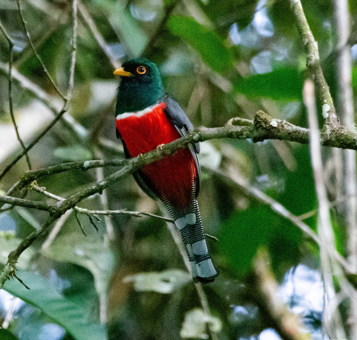 Masked Trogon - ML628472031