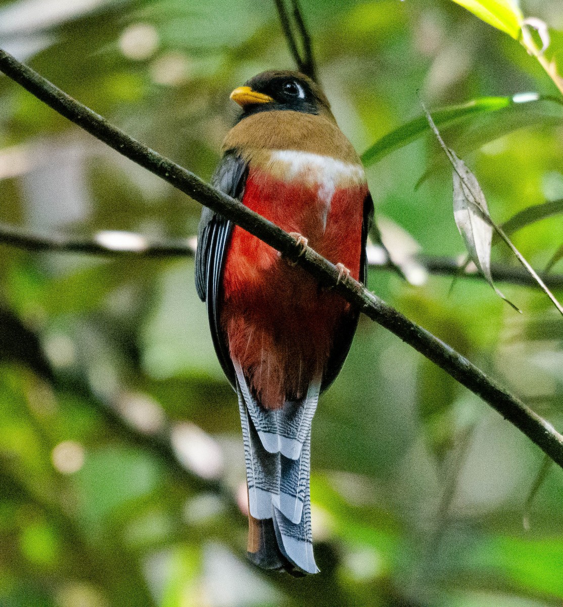 Masked Trogon - ML628472036