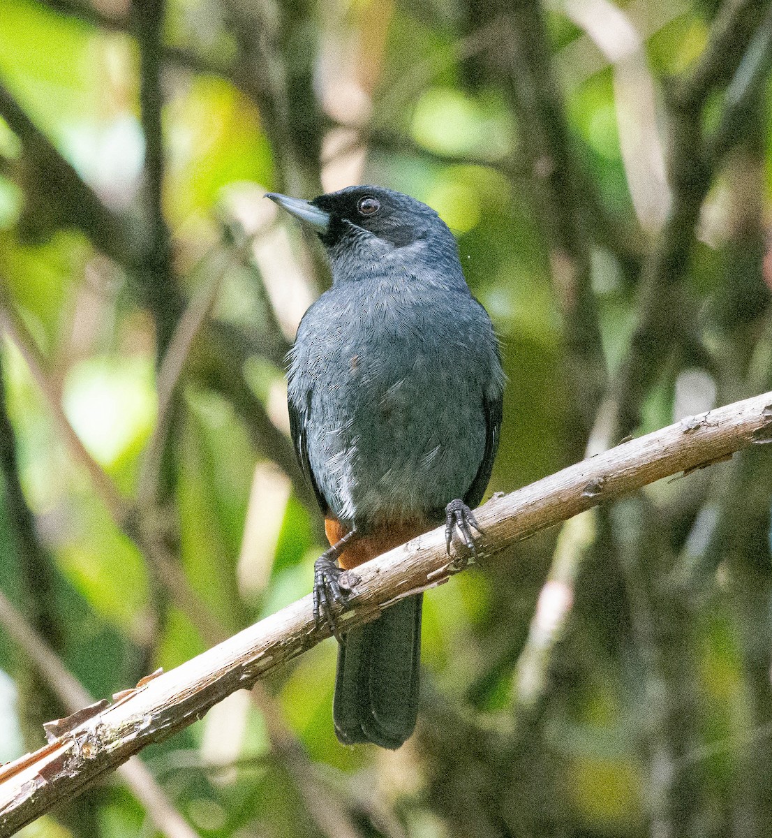 Greater Flowerpiercer - ML628472047