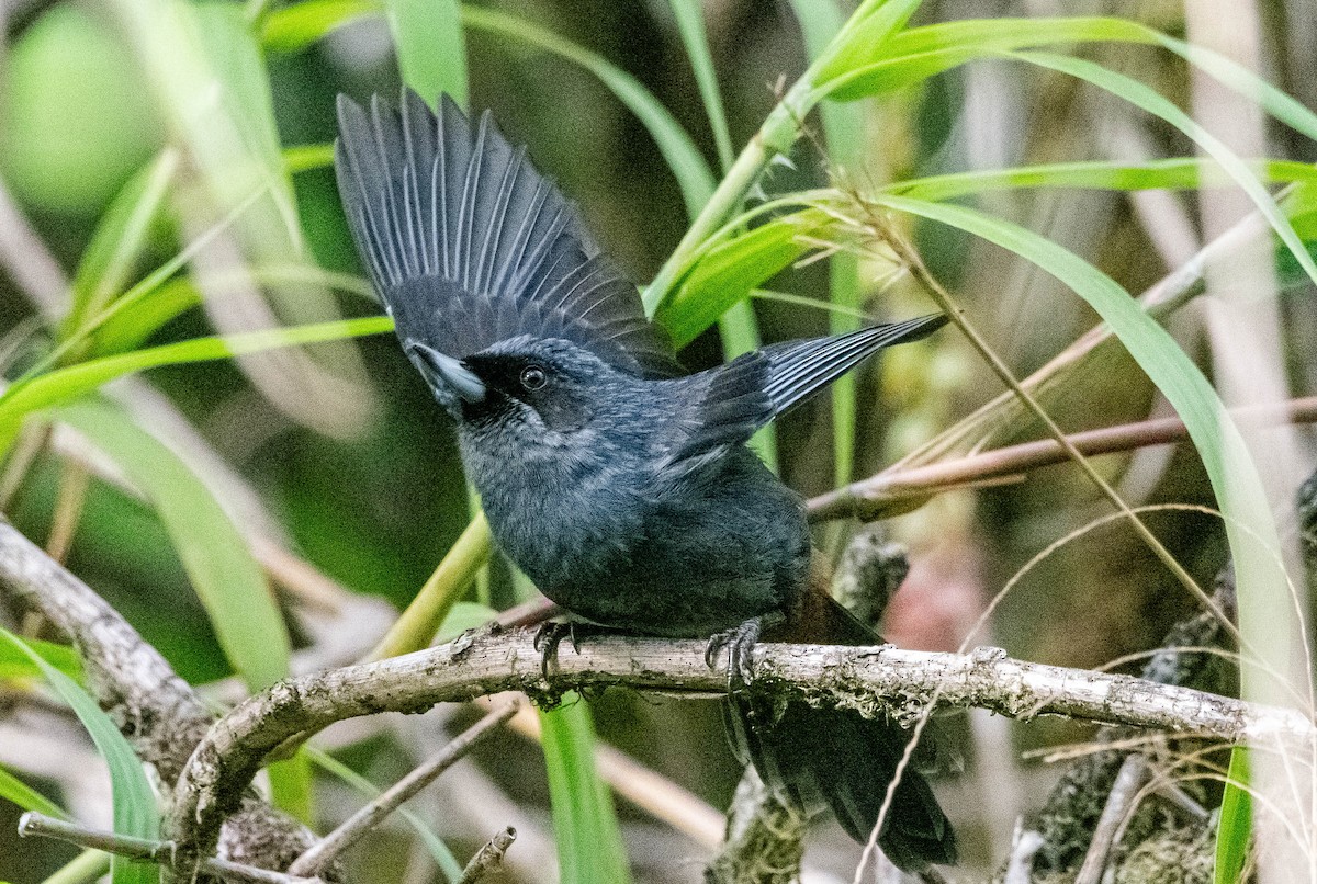 Greater Flowerpiercer - ML628472054