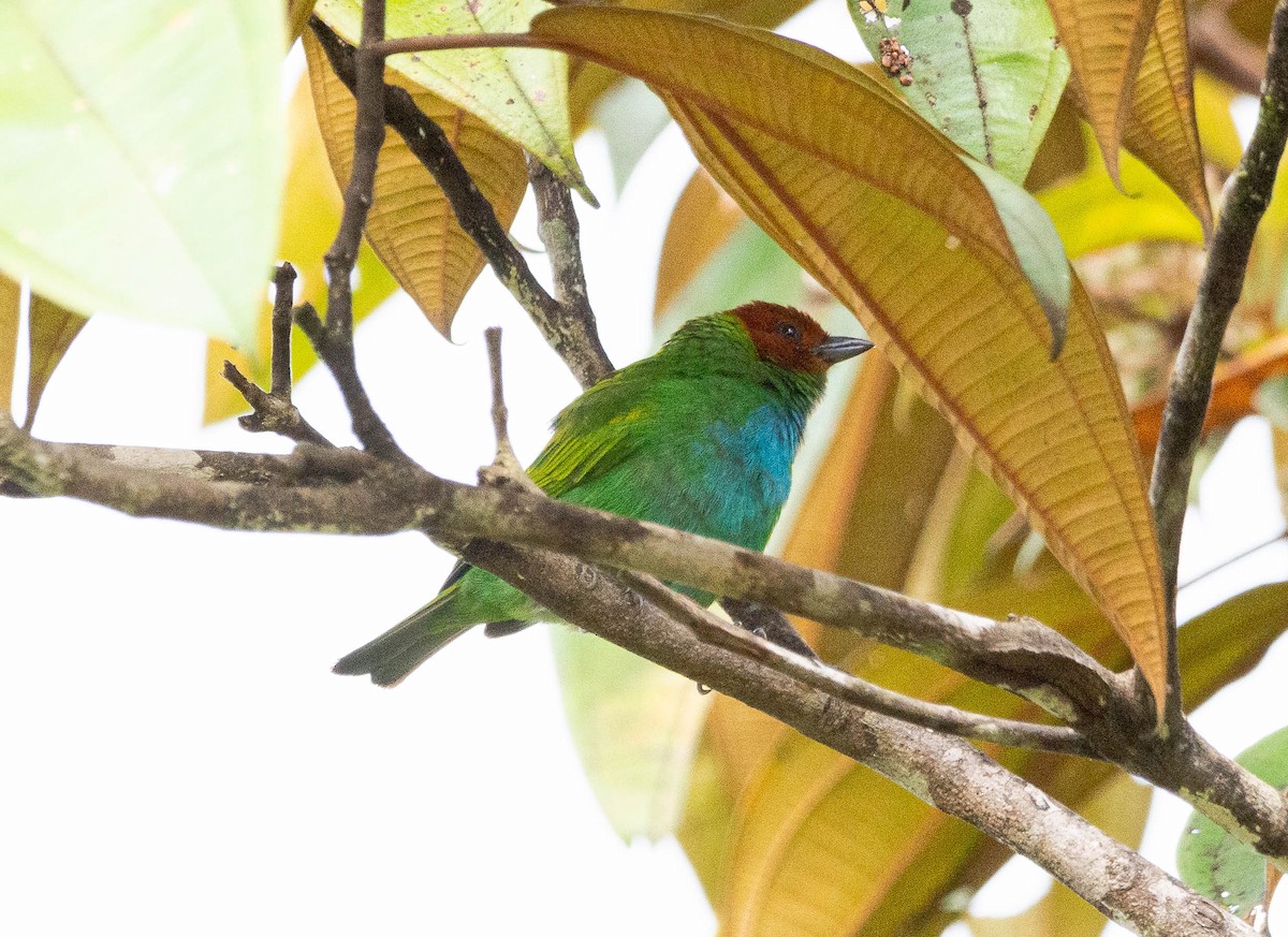 Bay-headed Tanager - ML628472190
