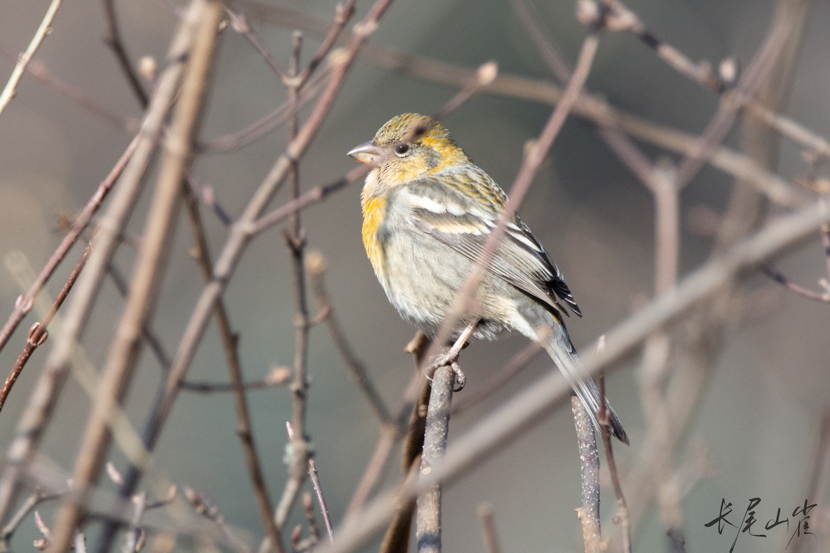Three-banded Rosefinch - ML628472297