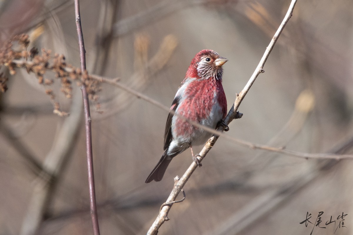 Three-banded Rosefinch - ML628472298