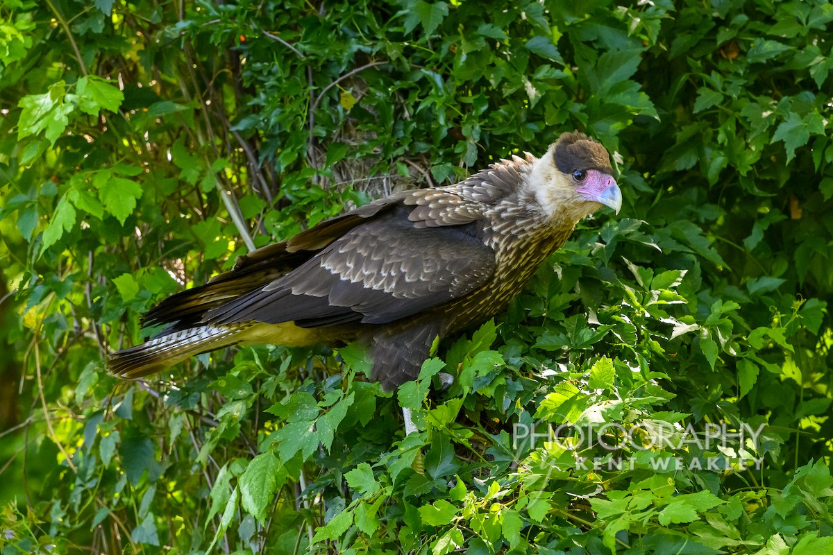 Crested Caracara (Southern) - ML628472300