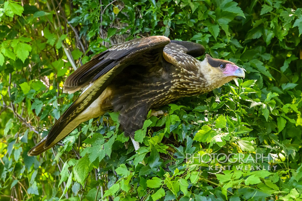 Crested Caracara (Southern) - ML628472302