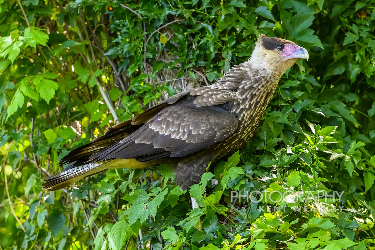 Crested Caracara (Southern) - ML628472303