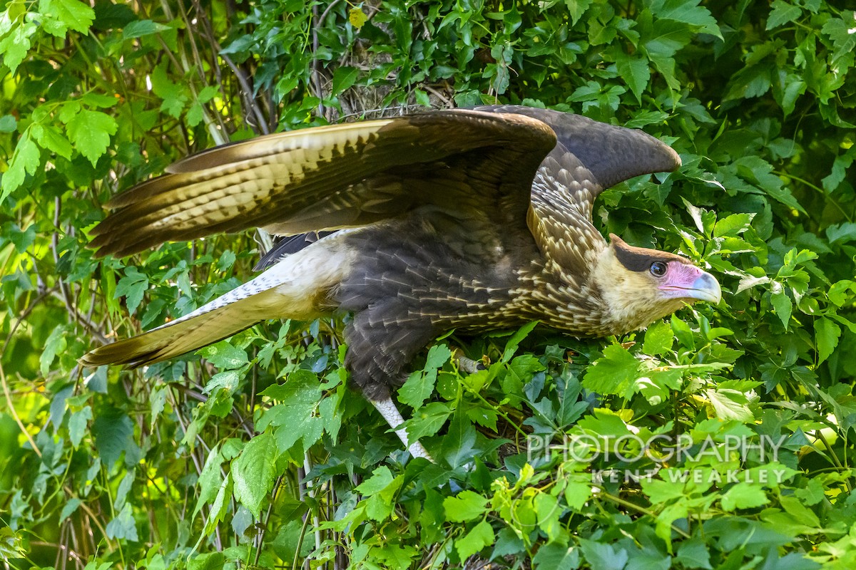 Crested Caracara (Southern) - ML628472304