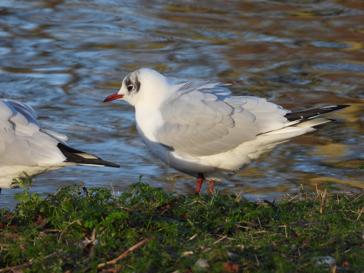 Black-headed Gull - ML628472363