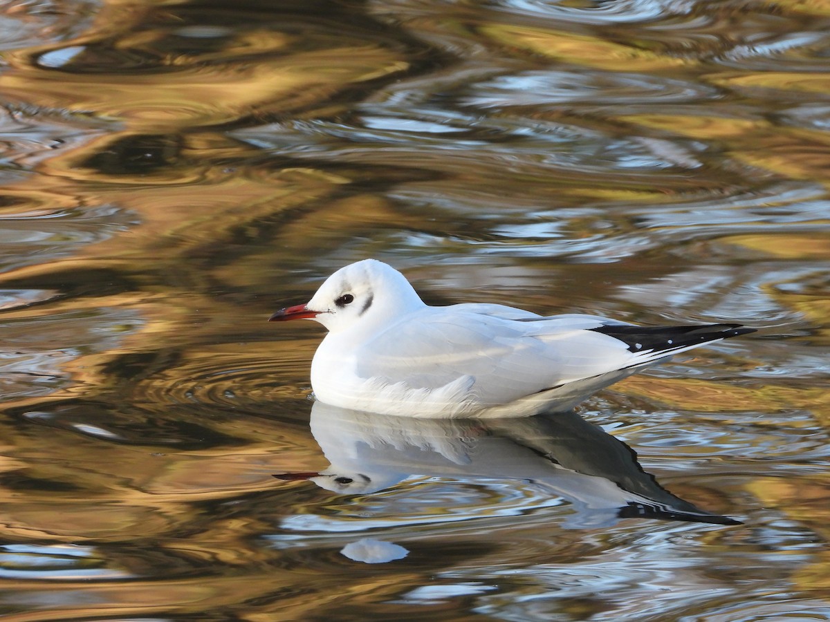 Black-headed Gull - ML628472375
