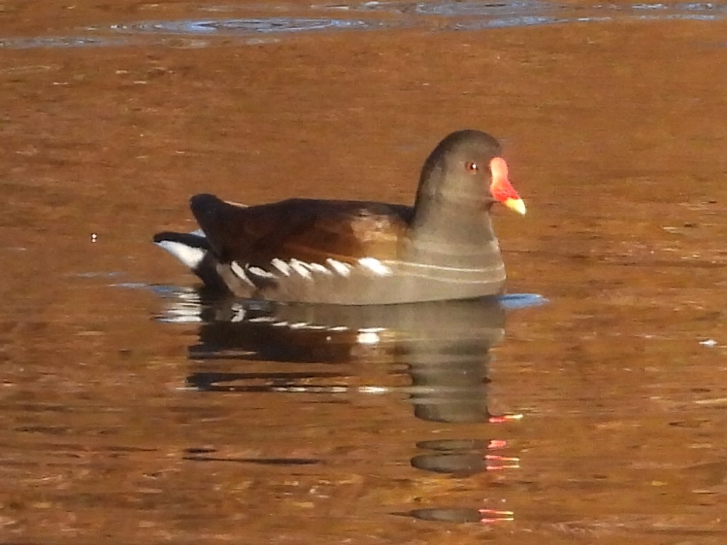 Eurasian Moorhen - ML628472402