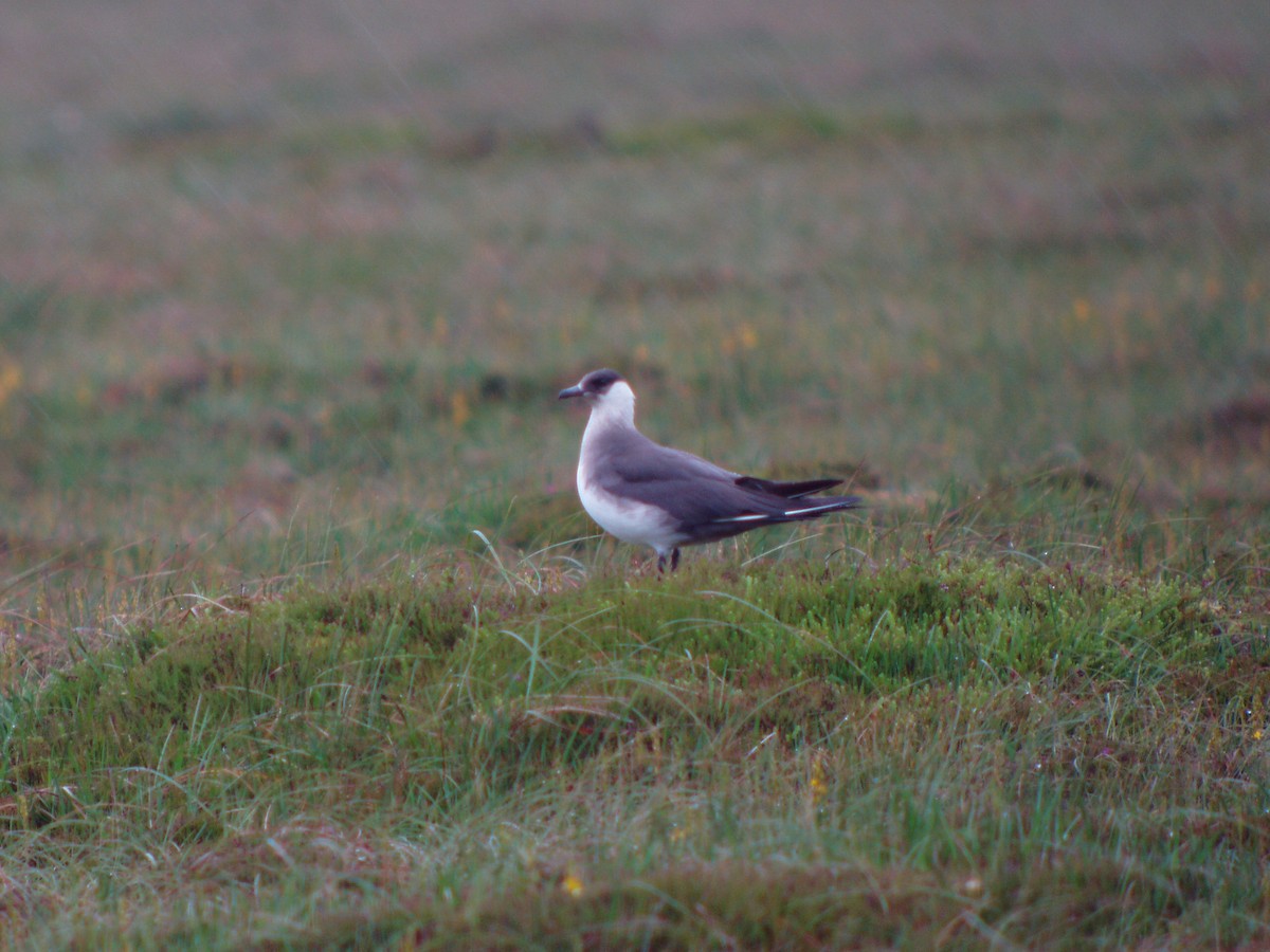 Parasitic Jaeger - ML628472513