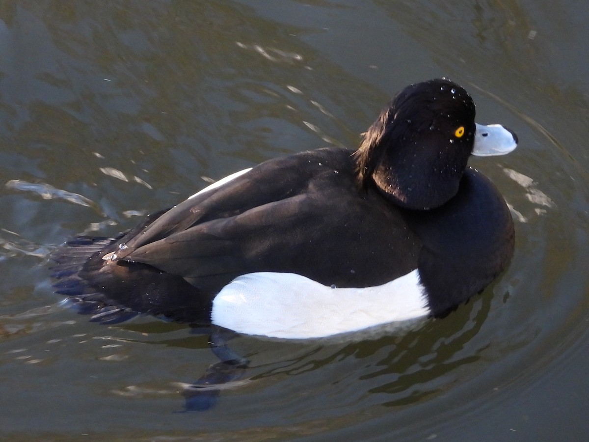 Tufted Duck - ML628472603