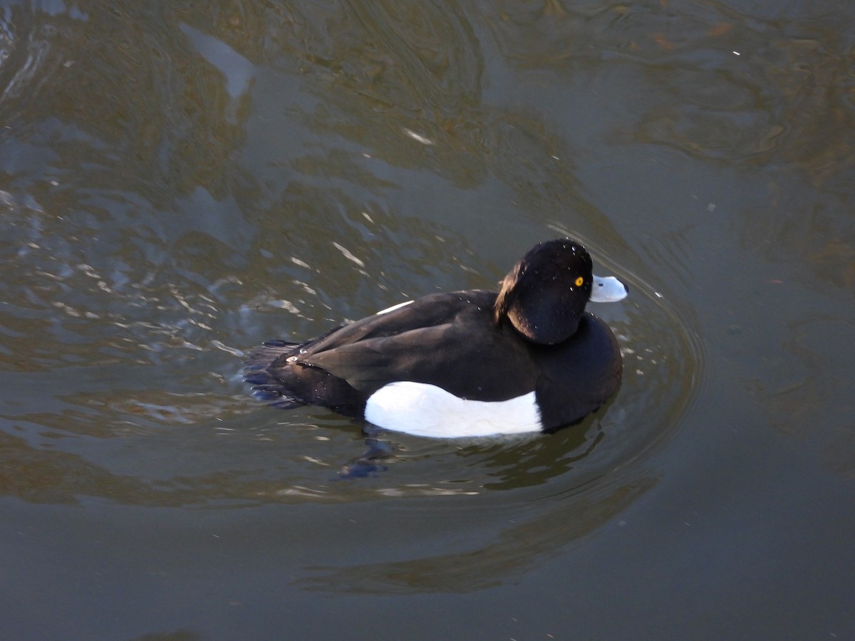 Tufted Duck - ML628472607