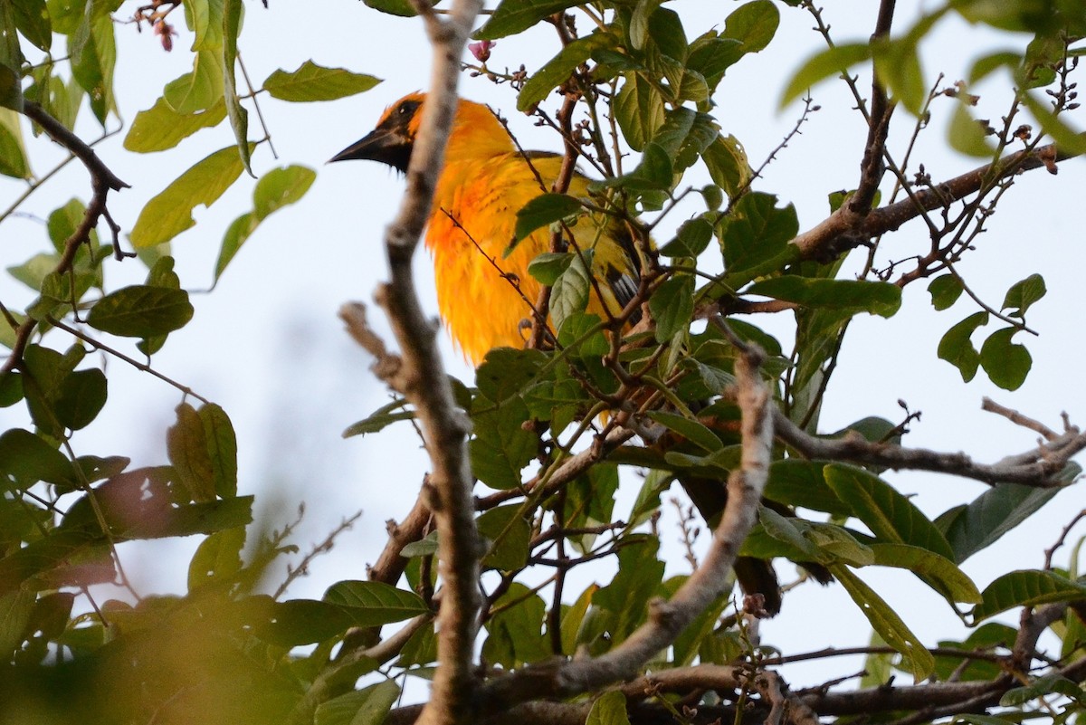 Altamira Oriole - ML628472675