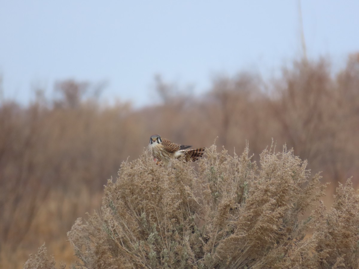 American Kestrel - ML628472824