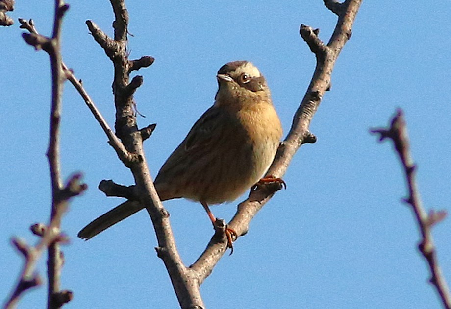 Steinbraunelle (ocularis) - ML628473109