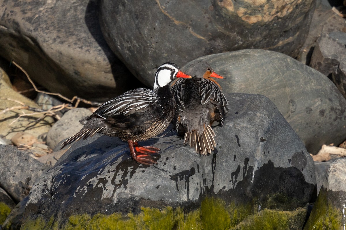 Torrent Duck - Enrico Gerber