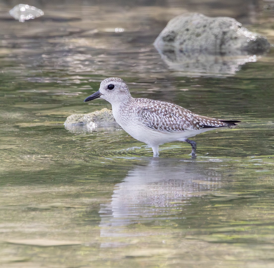 Сивка морська - ML628473197