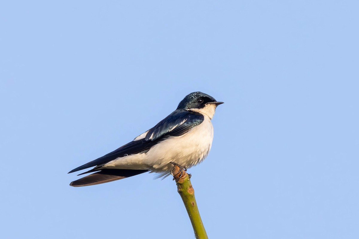 Pied-winged Swallow - ML628473198