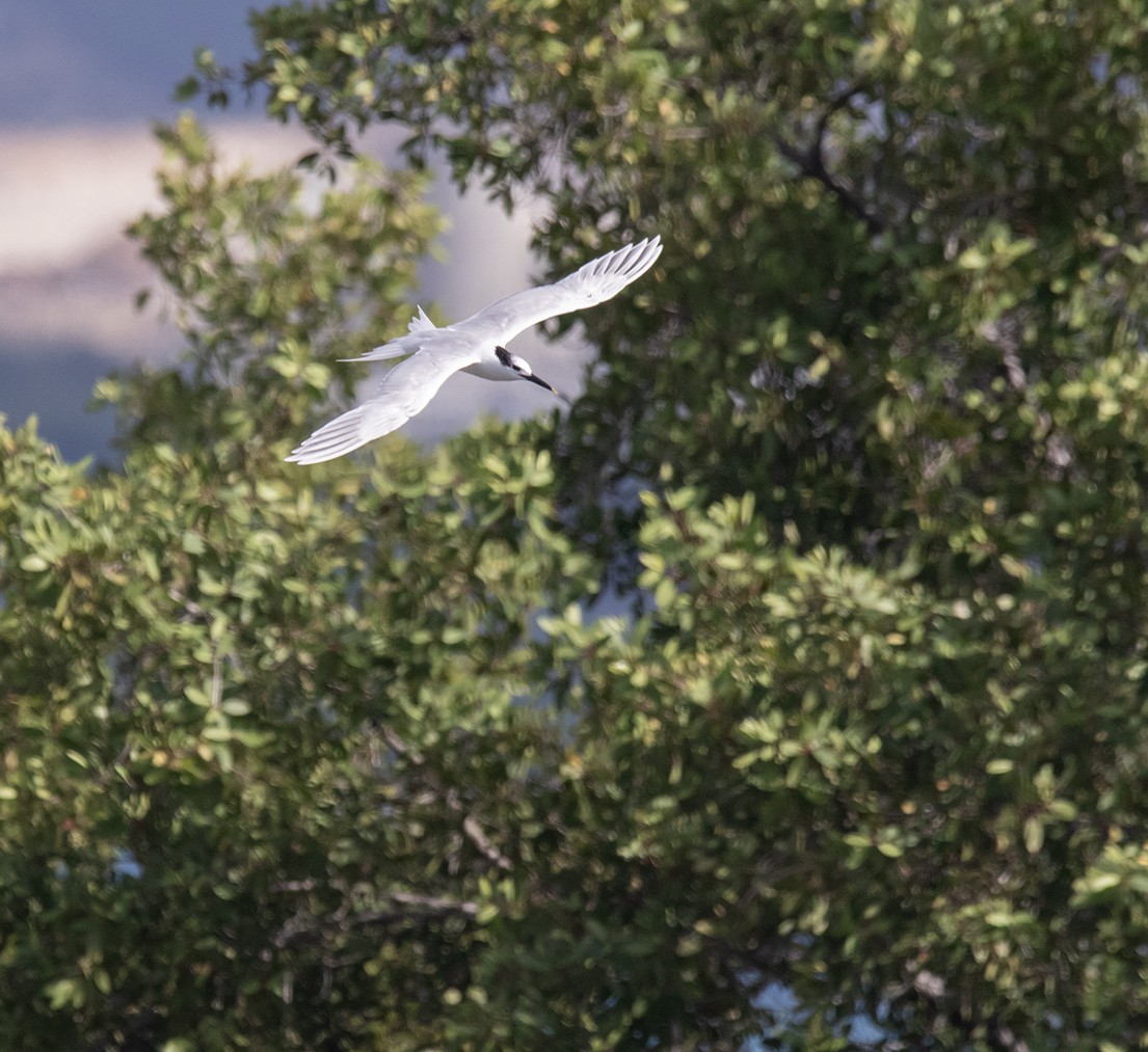 Крячок рябодзьобий - ML628473208