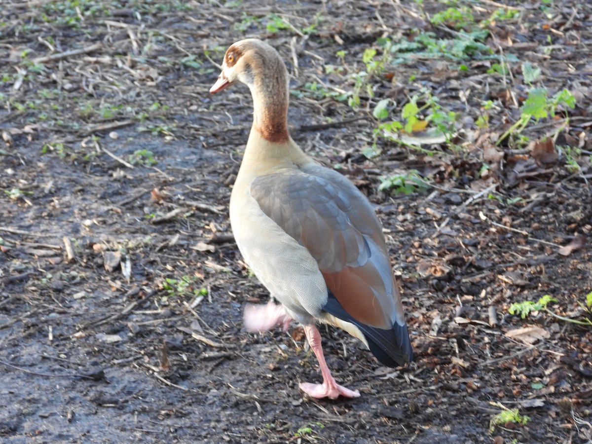 Egyptian Goose - ML628473213