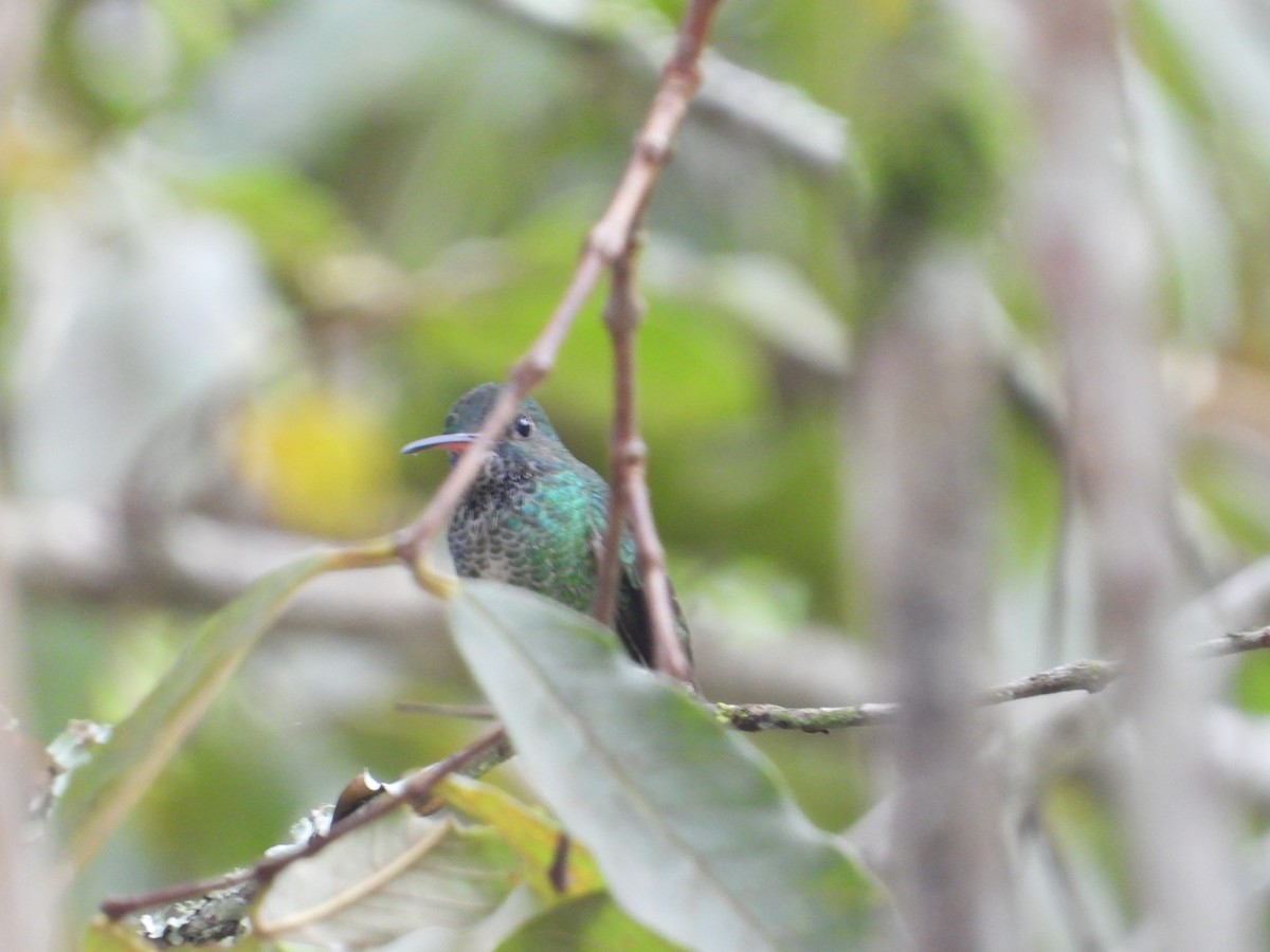 Blue-headed Sapphire - ML628473466