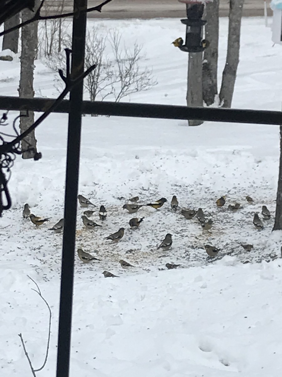 Evening Grosbeak - ML628473865