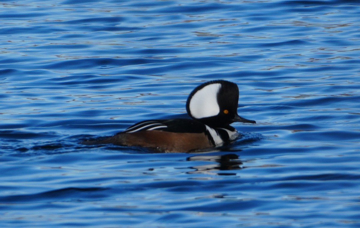 Serreta Capuchona - ML628474070