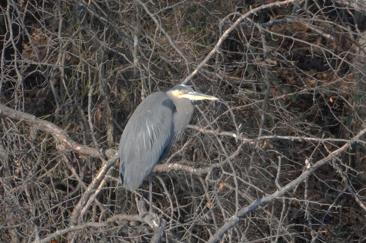 Garza Azulada - ML628474108