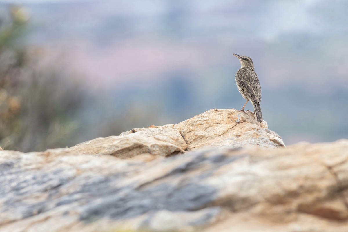 Striped Pipit - ML628474240