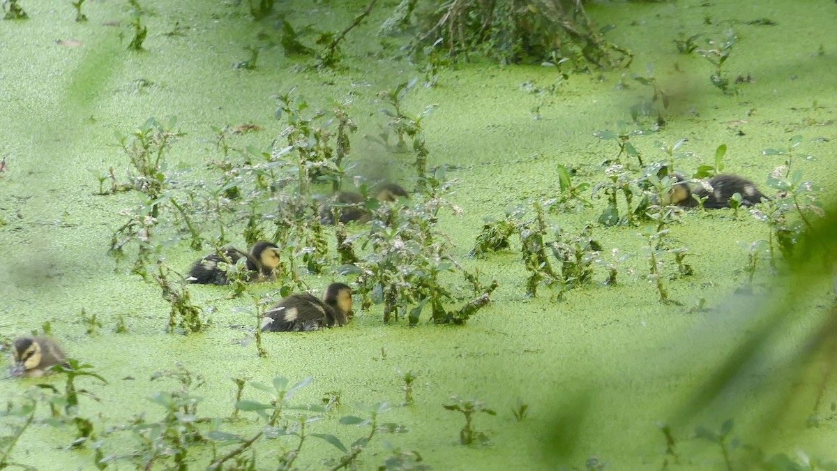 Indian Spot-billed Duck - ML628474268