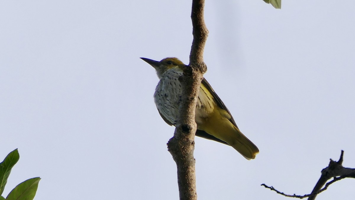 Indian Golden Oriole - ML628474309