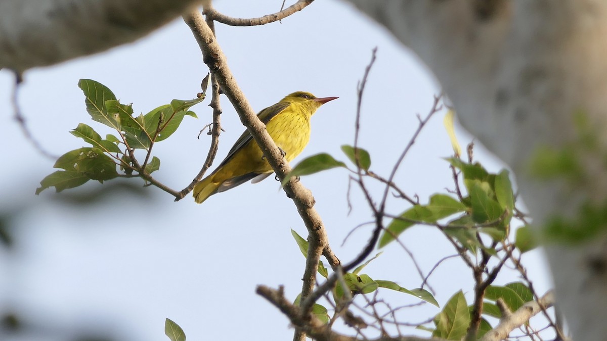 Indian Golden Oriole - ML628474310