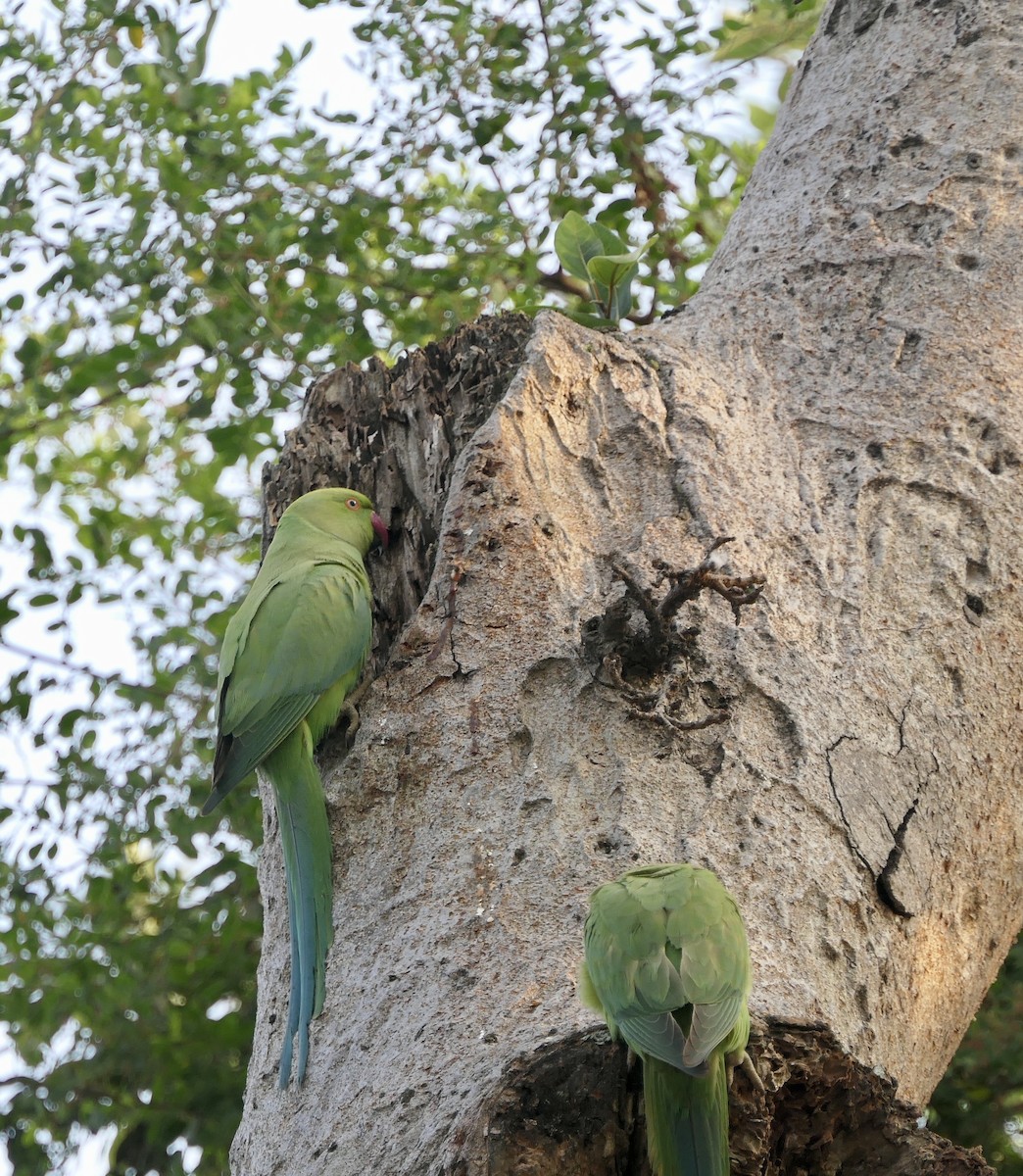 Rose-ringed Parakeet - ML628474324