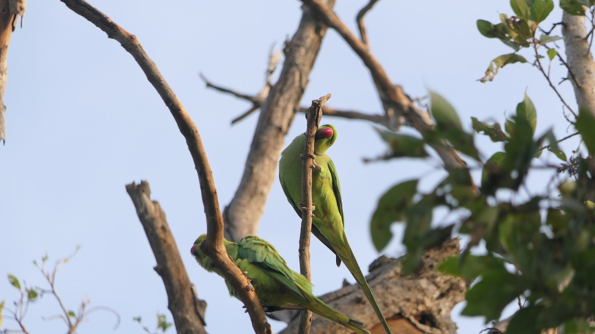 Rose-ringed Parakeet - ML628474326