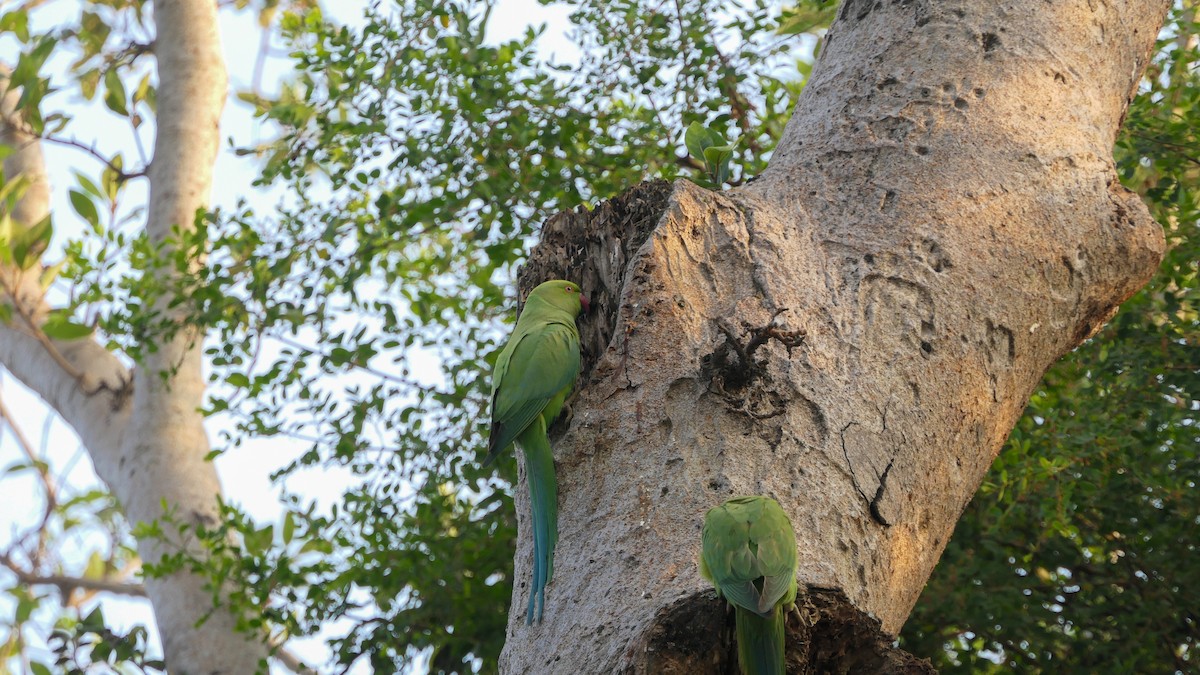 Rose-ringed Parakeet - ML628474327