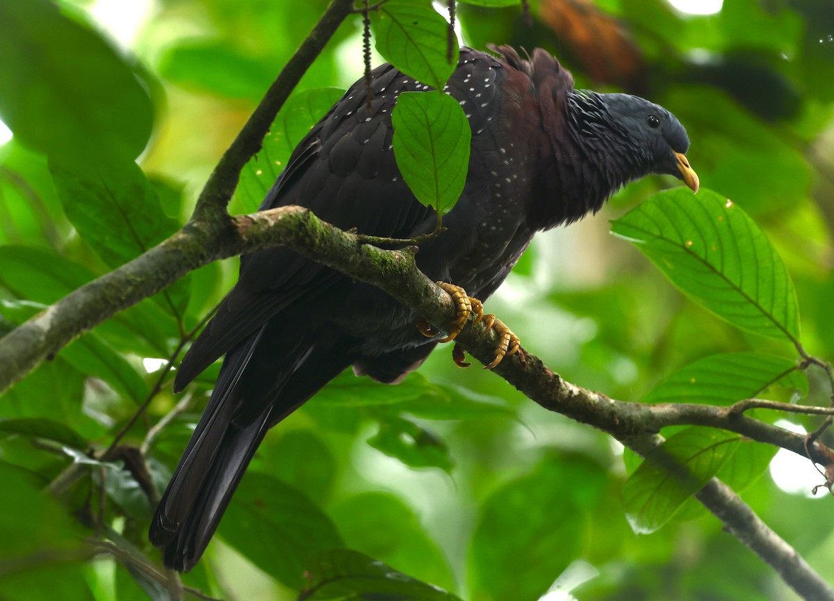 Maroon Pigeon - ML628474328