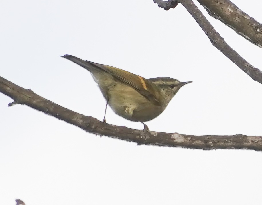 Buff-barred Warbler - ML628474384