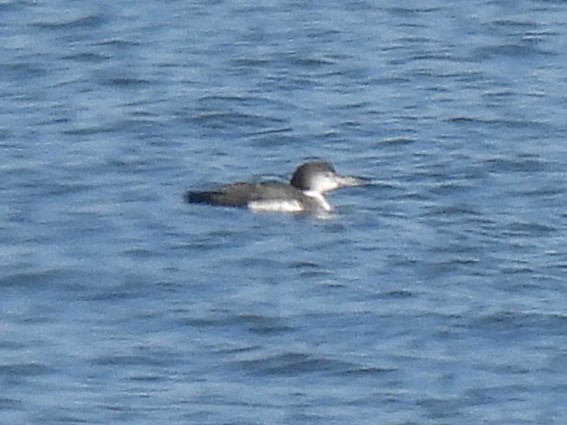 Common Loon - ML628474428