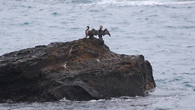 Cormoran de Temminck - ML628474457