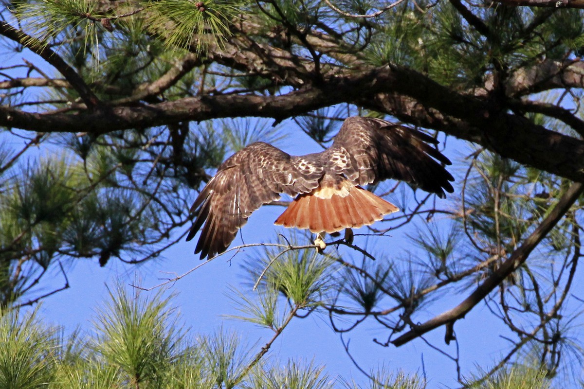 Red-tailed Hawk - ML628474504
