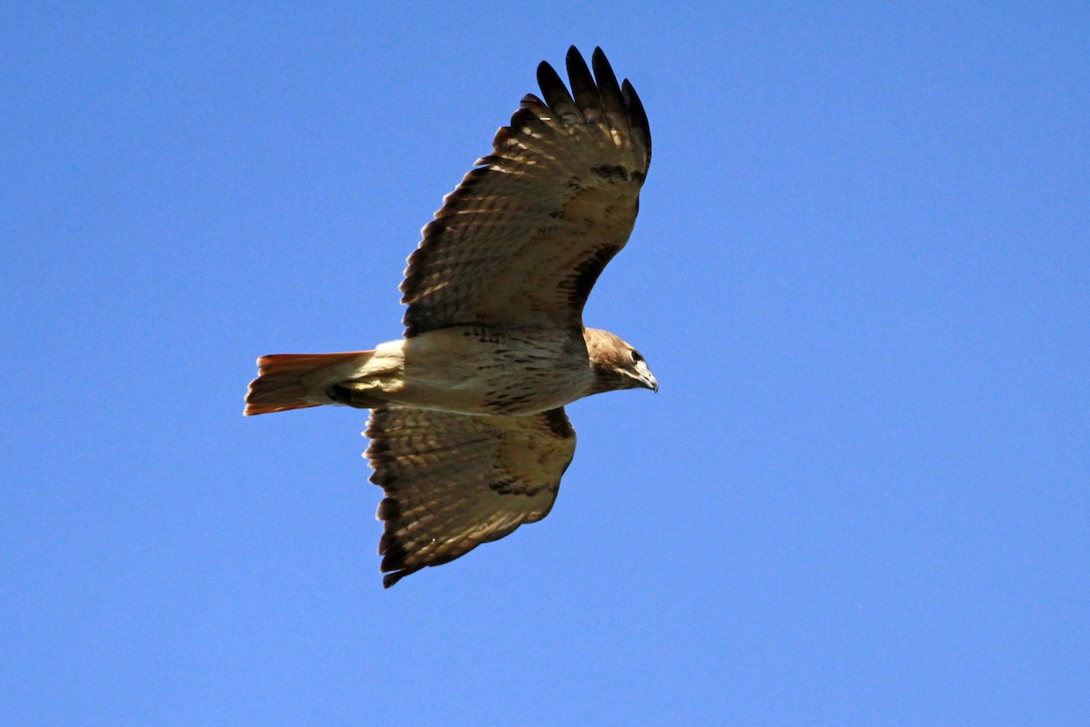 Red-tailed Hawk - ML628474505