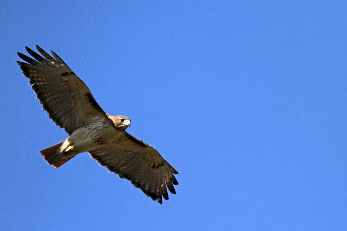 Red-tailed Hawk - ML628474514