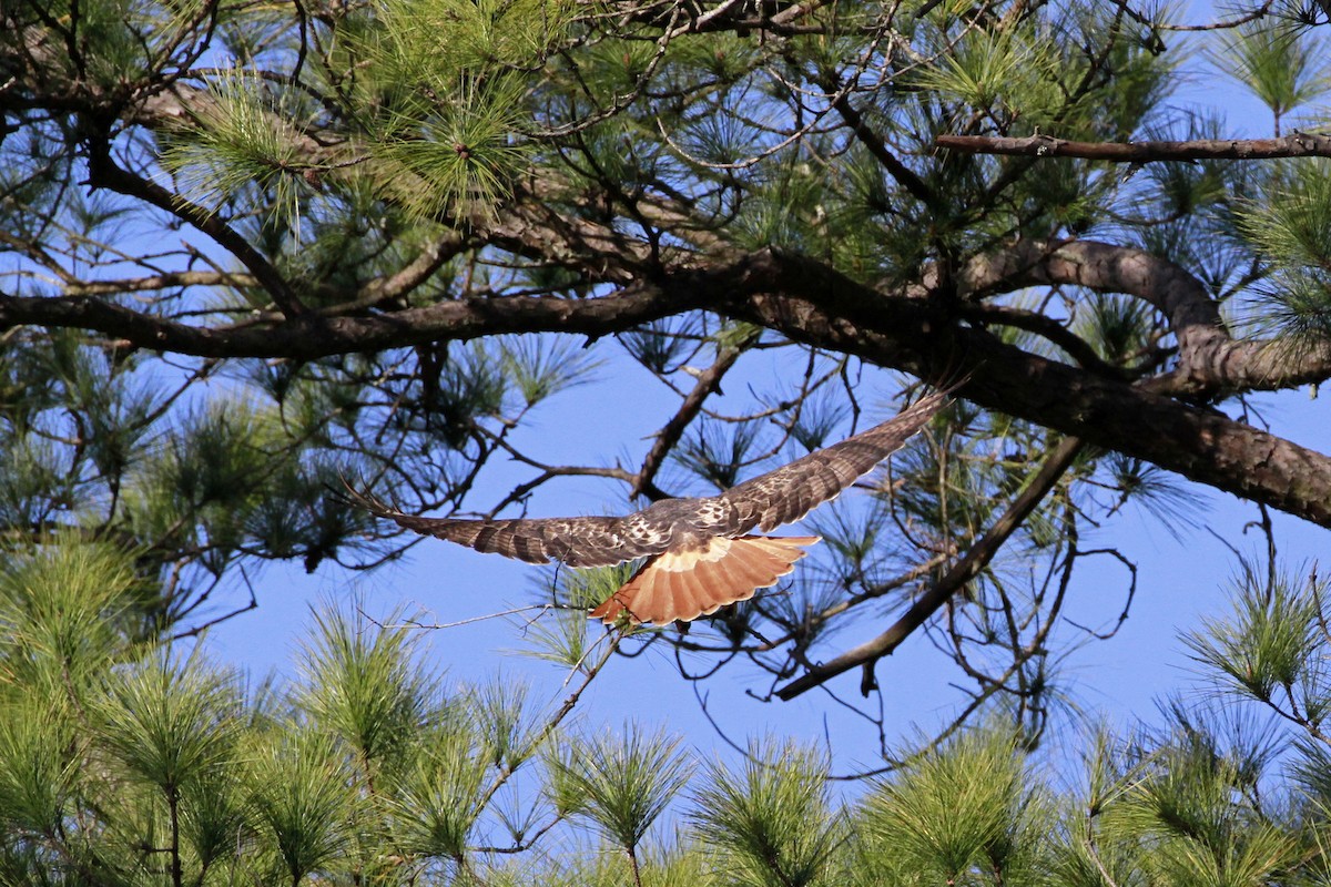 Red-tailed Hawk - ML628474515