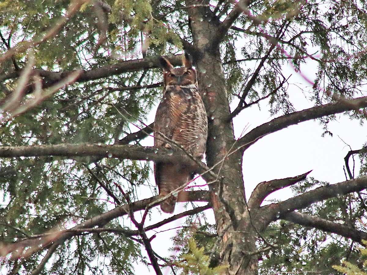 Great Horned Owl - ML628474687