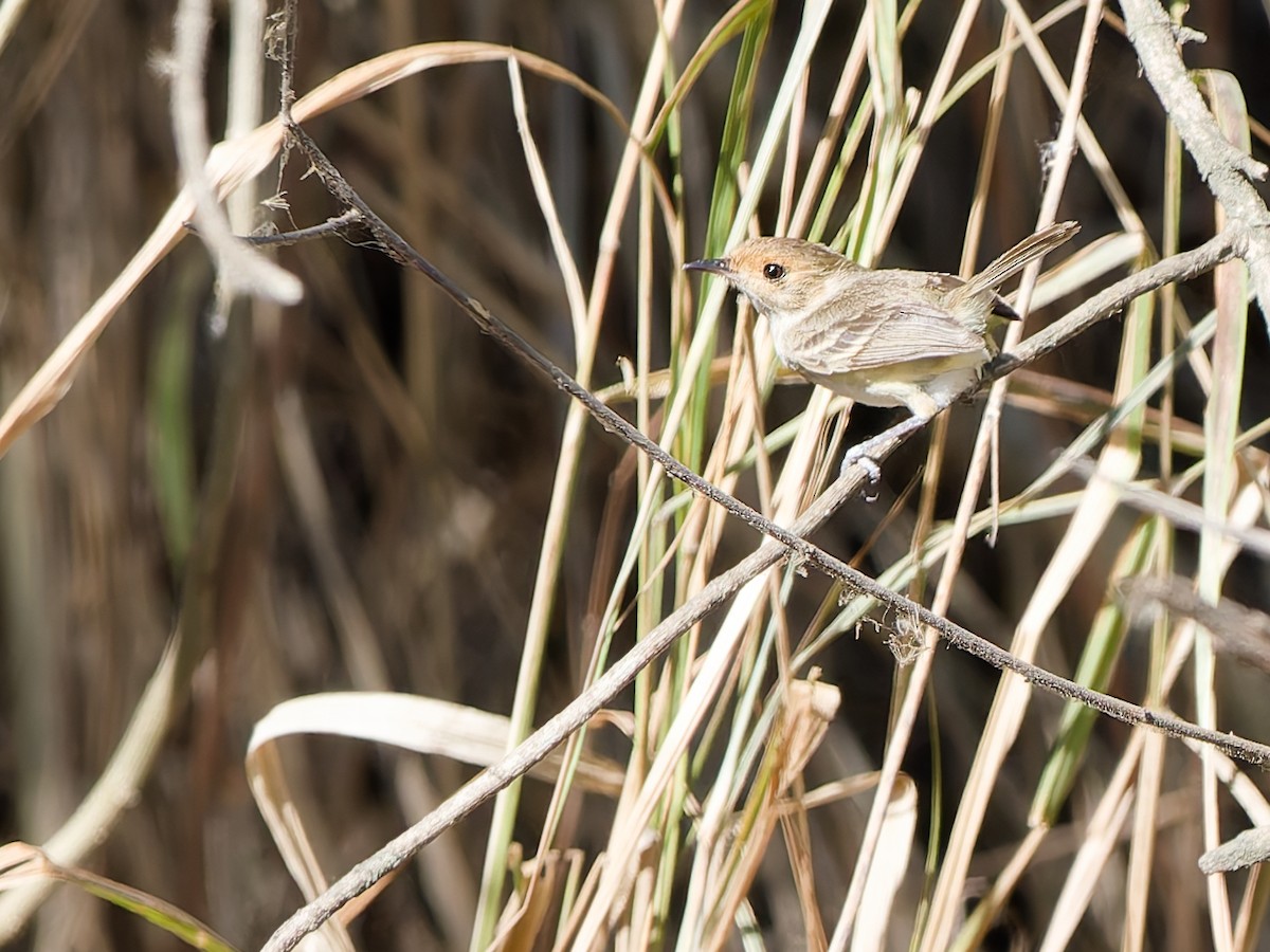 Fulvous-faced Scrub-Tyrant - ML628474695