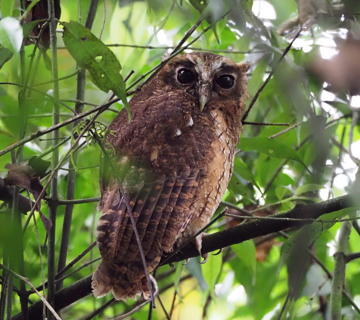 Rufescent Screech-Owl - ML628474755