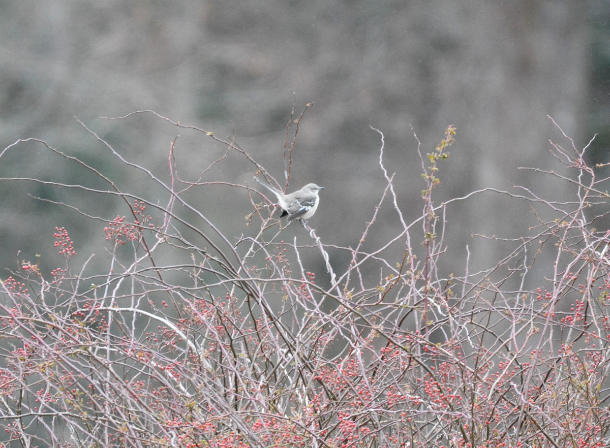 eBird Checklist - 3 Jan 2025 - 2-40 Town Farm Road Orange- 42.644x-72. ...