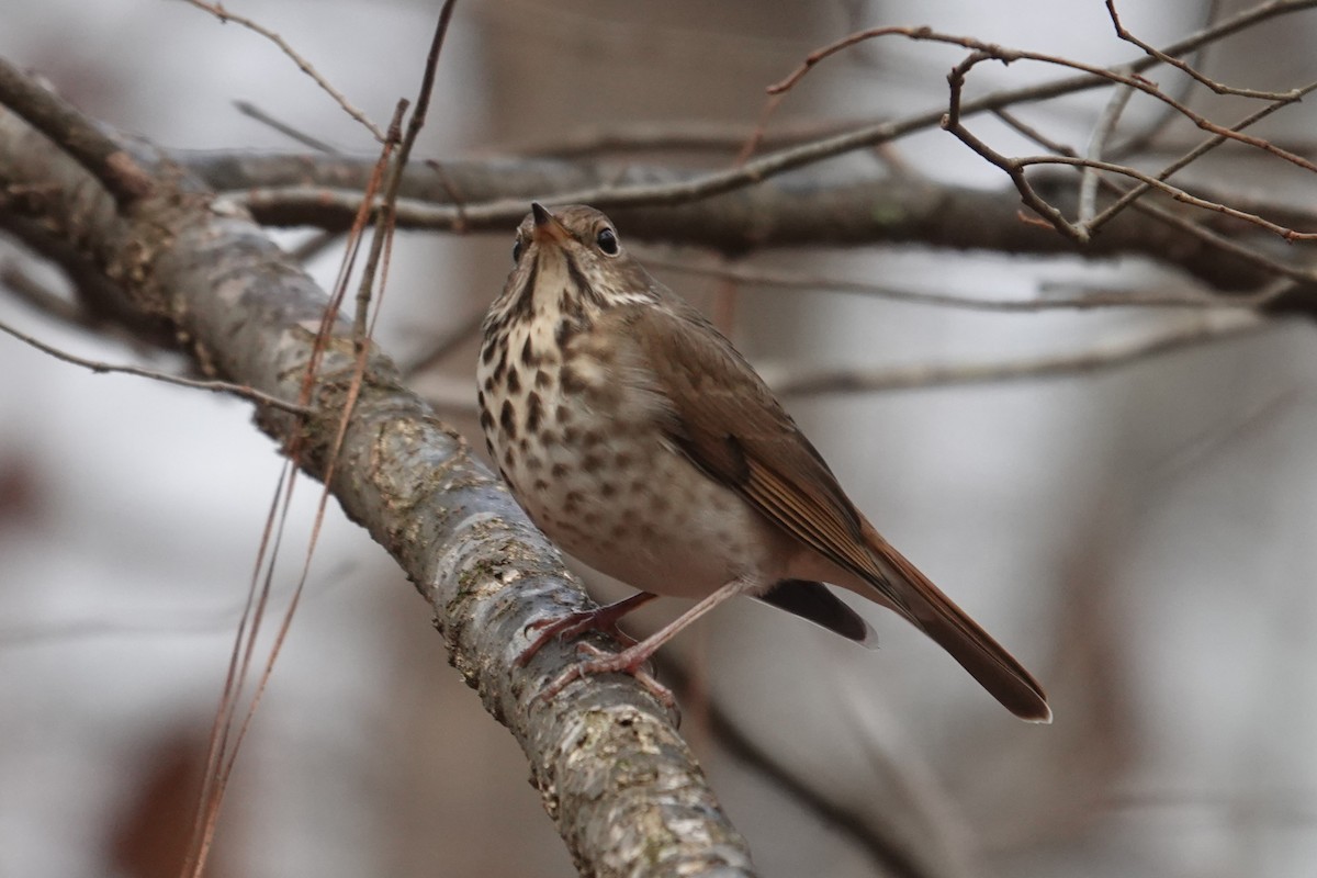 Hermit Thrush - ML628474853