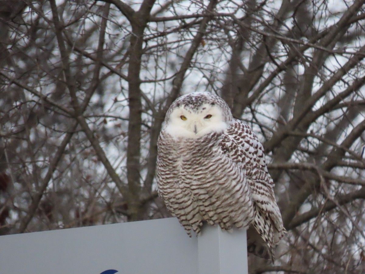 eBird Checklist - 2 Jan 2025 - Corner of H and 2nd St - 1 species